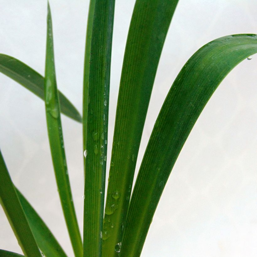 Agapanthus Docteur Brouwer - Afrikaanse lelie (Blad)