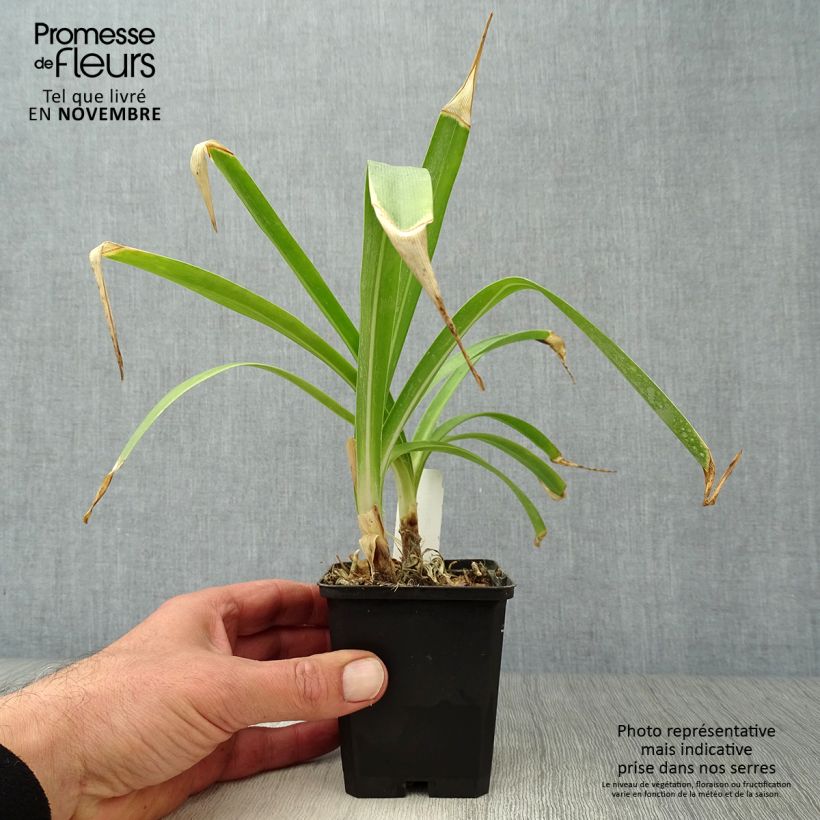 Exemplaar van Agapanthus Docteur Brouwer - Afrikaanse lelie Kweekpotje van 8/9 cm zoals geleverd in de herfst