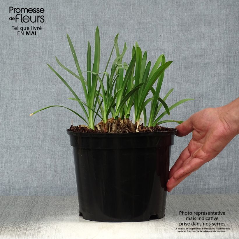 Exemplaar van Agapanthus Docteur Brouwer - Afrikaanse lelie Pot van 4 l/5 l zoals geleverd in de lente