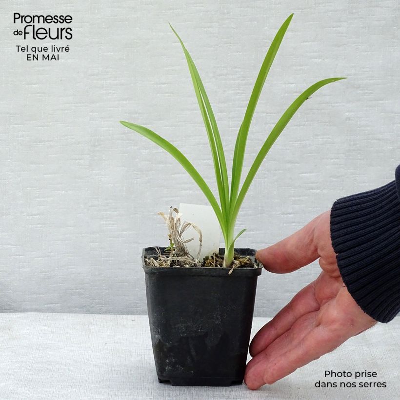 Exemplaar van Agapanthus Docteur Brouwer - Afrikaanse lelie Kweekpotje van 8/9 cm zoals geleverd in de lente