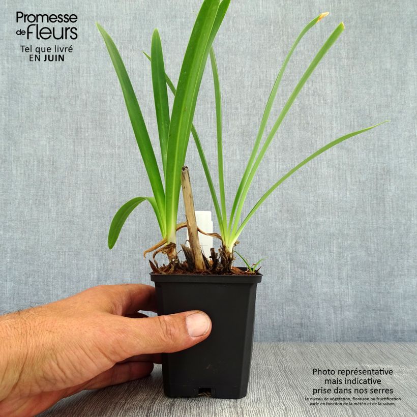 Exemplaar van Agapanthus Donau - Afrikaanse lelie Kweekpotje van 8/9 cm zoals geleverd in de zomer