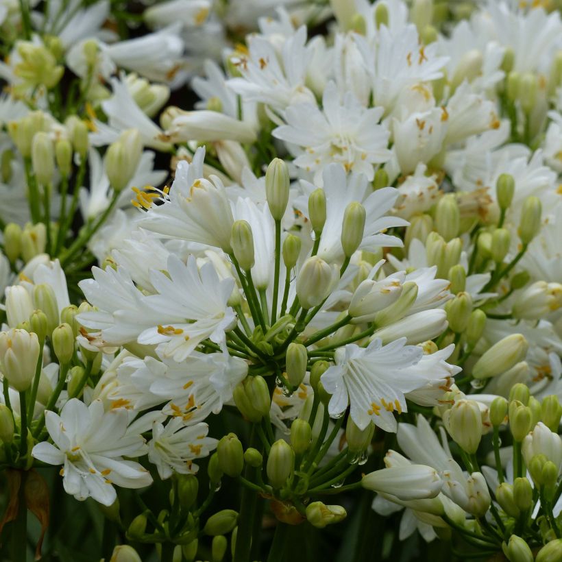 Agapanthus Double Diamond - Afrikaanse lelie (Bloei)