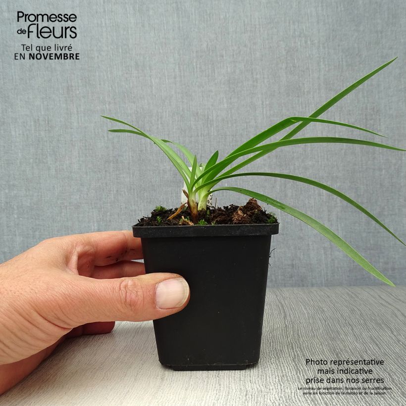 Exemplaar van Agapanthus Double Diamond - Afrikaanse lelie Kweekpotje van 8/9 cm zoals geleverd in de herfst