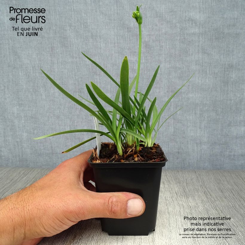 Exemplaar van Agapanthus Double Diamond - Afrikaanse lelie Kweekpotje van 8/9 cm zoals geleverd in de zomer