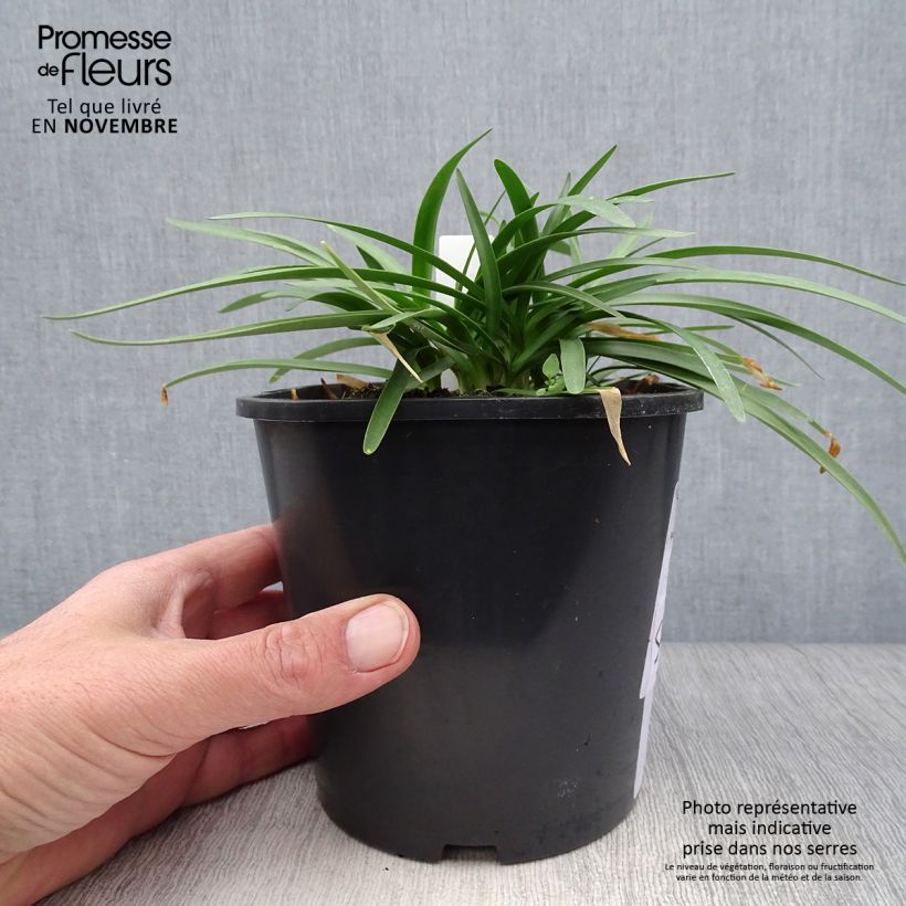 Exemplaar van Agapanthus Double Diamond - Afrikaanse lelie Pot van 2 l/3 l zoals geleverd in de herfst