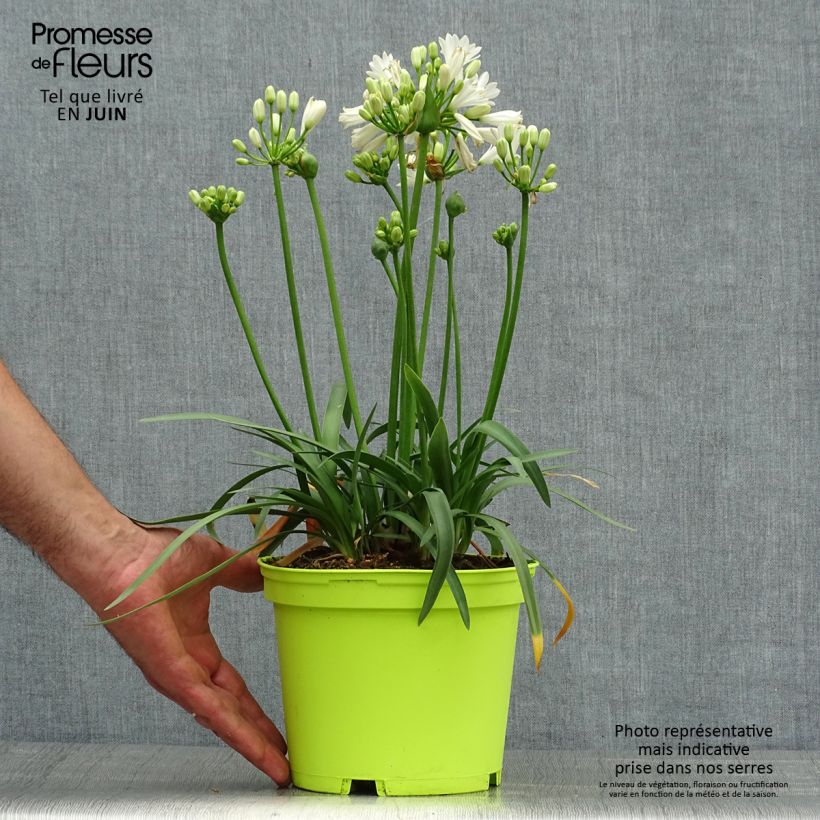 Exemplaar van Agapanthus Double Diamond - Afrikaanse lelie Pot van 2 l/3 l zoals geleverd in de zomer