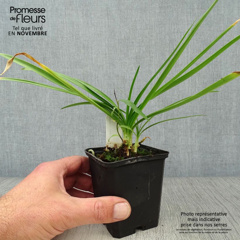 Exemplaar van Agapanthus Enigma - Afrikaanse lelie Kweekpotje van 8/9 cm zoals geleverd in de herfst