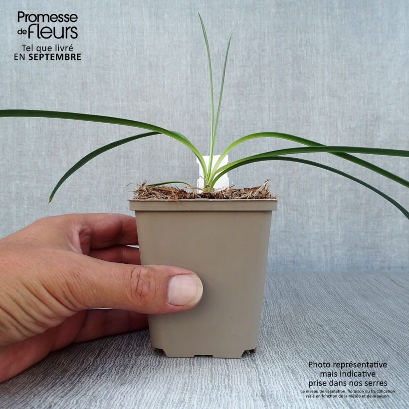 Exemplaar van Agapanthus Flower of Love - Afrikaanse lelie Kweekpotje van 8/9 cm zoals geleverd in de herfst