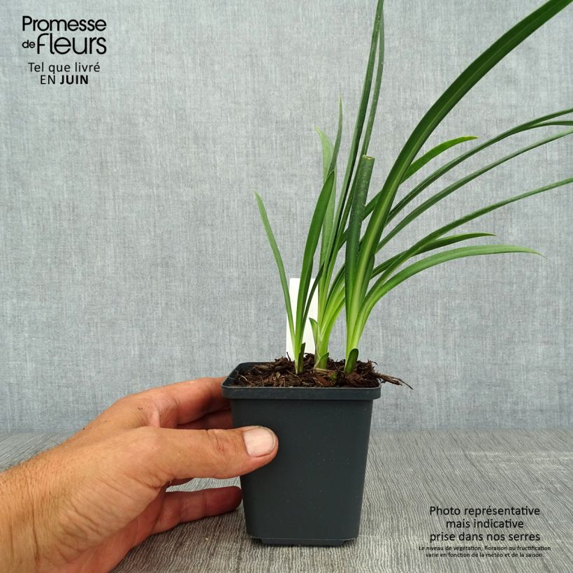 Exemplaar van Agapanthus Flower of Love - Afrikaanse lelie Kweekpotje van 8/9 cm zoals geleverd in de zomer