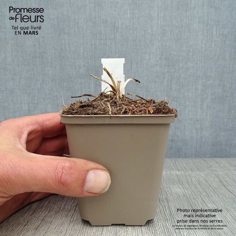 Exemplaar van Agapanthus Flower of Love - Afrikaanse lelie Kweekpotje van 8/9 cm zoals geleverd in de lente