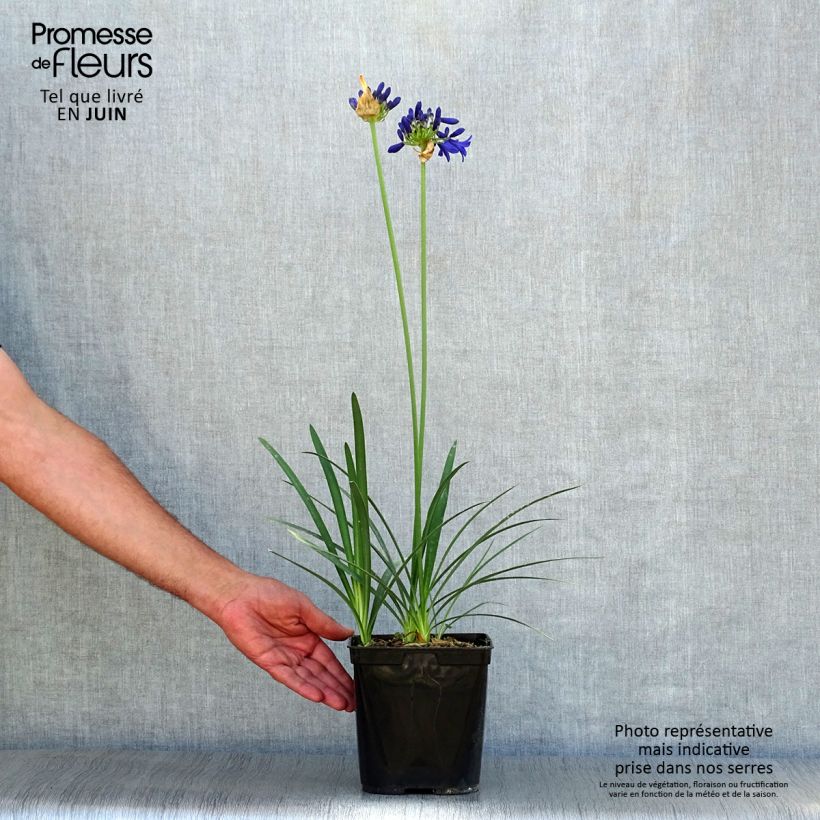 Exemplaar van Agapanthus Flower of Love - Afrikaanse lelie Pot van 3 l/4 l zoals geleverd in de zomer