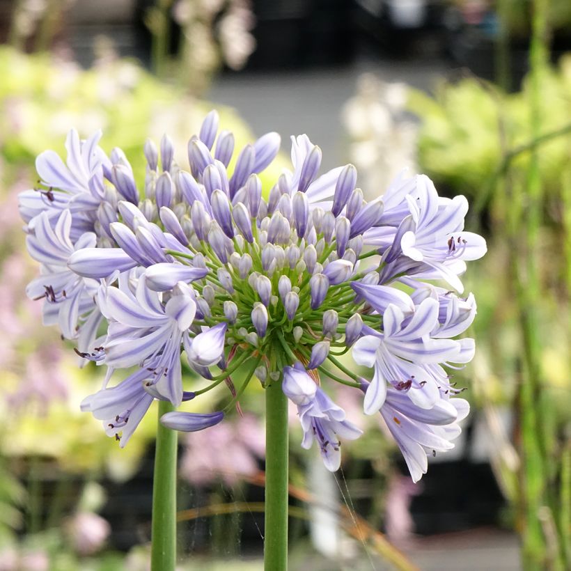 Agapanthus Full Moon - Afrikaanse lelie (Bloei)