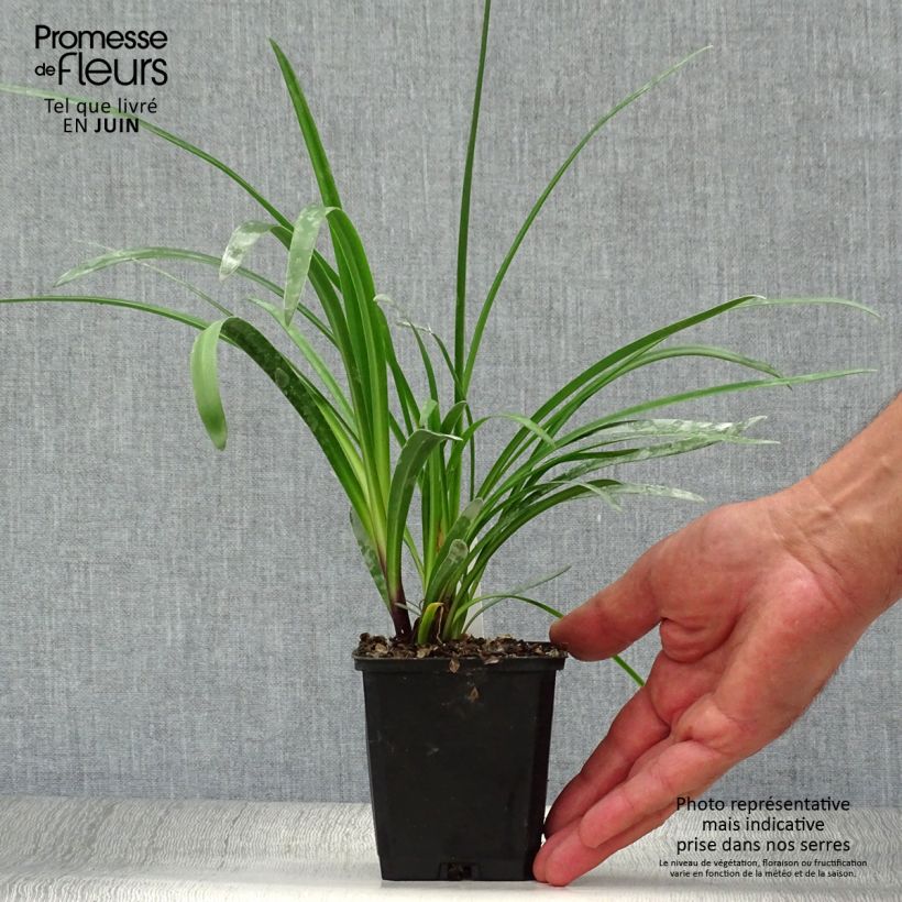 Exemplaar van Agapanthus Glacier Stream - Afrikaanse lelie Kweekpotje van 8/9 cm zoals geleverd in de zomer