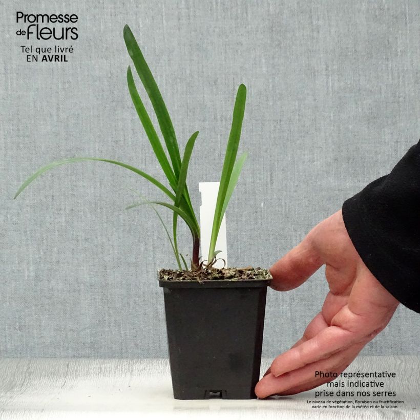 Exemplaar van Agapanthus Glacier Stream - Afrikaanse lelie Kweekpotje van 8/9 cm zoals geleverd in de lente