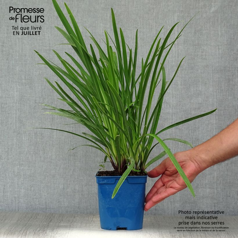 Exemplaar van Agapanthus Glacier Stream - Afrikaanse lelie Pot van 2 l/3 l zoals geleverd in de zomer