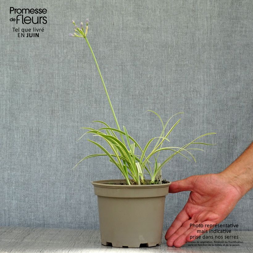 Exemplaar van Agapanthus Golden Drop - Afrikaanse lelie Pot van 2 l/3 l zoals geleverd in de zomer