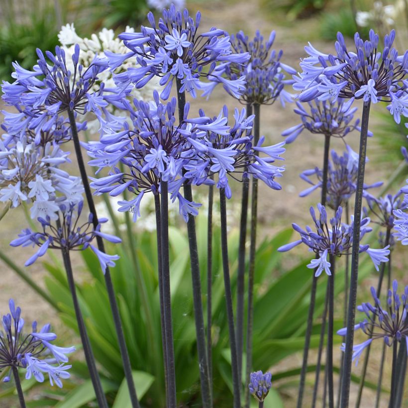 Agapanthus Graphite Blue - Afrikaanse lelie (Bloei)