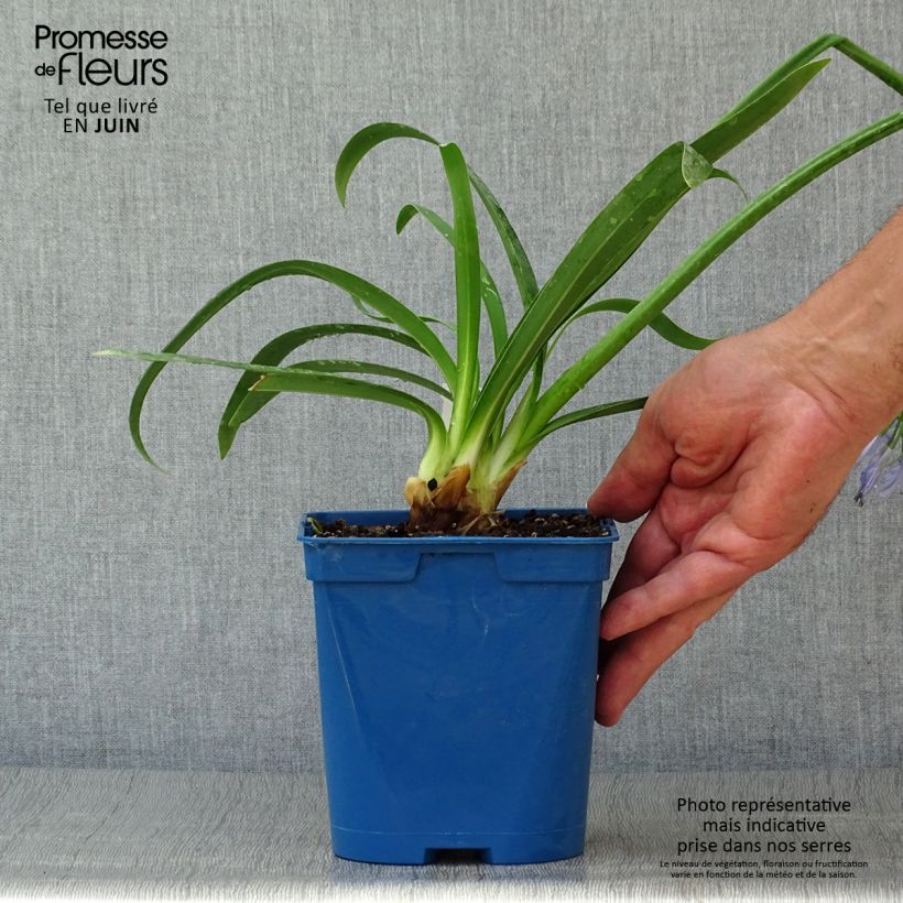 Exemplaar van Agapanthus Graphite Blue - Afrikaanse lelie Pot van 2 l/3 l zoals geleverd in de zomer