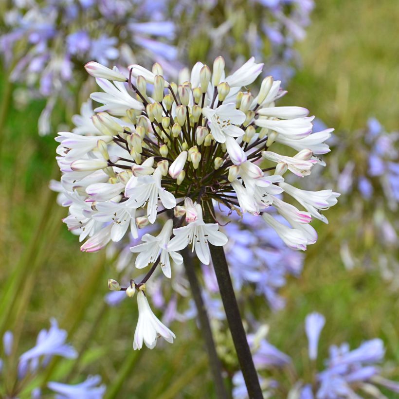 Agapanthus Graphite White - Afrikaanse lelie (Bloei)