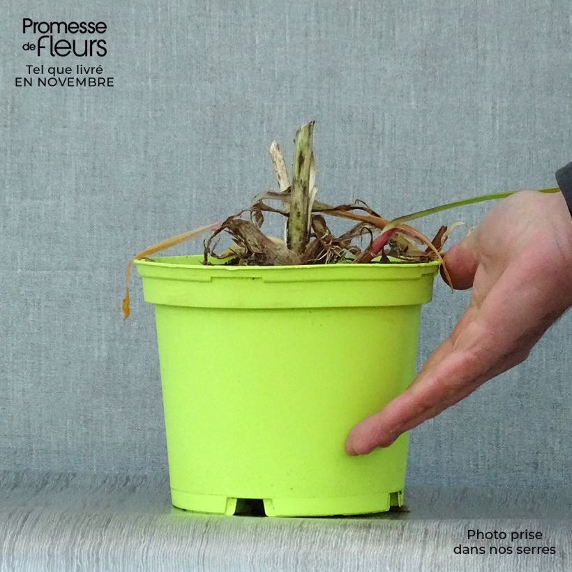 Exemplaar van Agapanthus Graphite White - Afrikaanse lelie Pot van 2 l/3 l zoals geleverd in de herfst