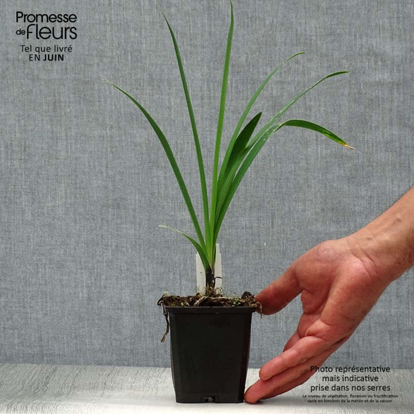 Exemplaar van Agapanthus Headbourne Blue - Afrikaanse lelie Kweekpotje van 8/9 cm zoals geleverd in de zomer