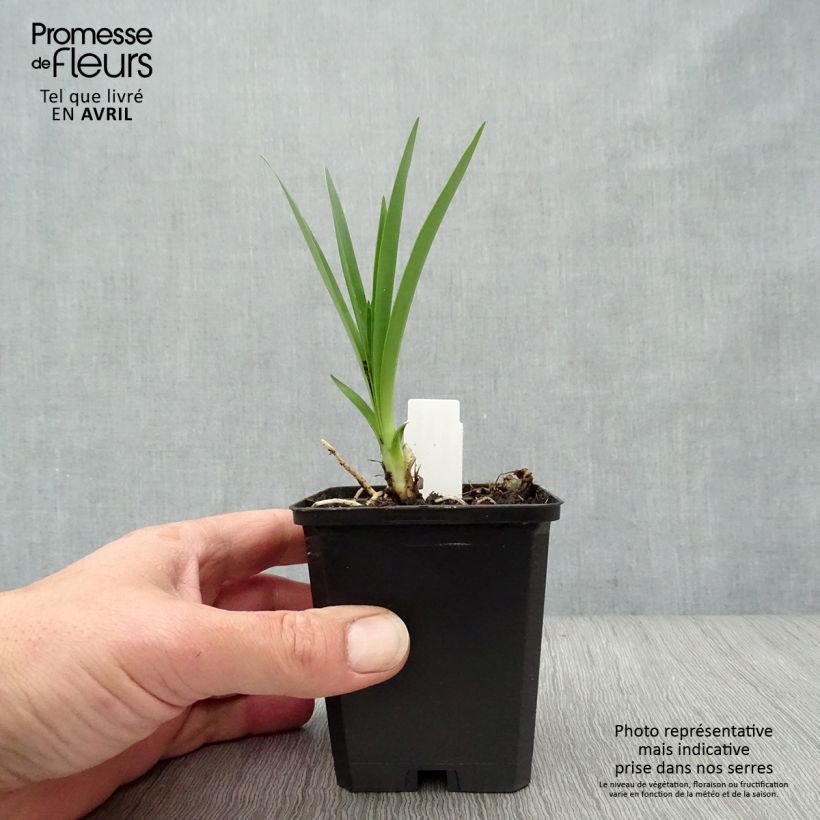 Exemplaar van Agapanthus Headbourne Blue - Afrikaanse lelie Kweekpotje van 8/9 cm zoals geleverd in de lente