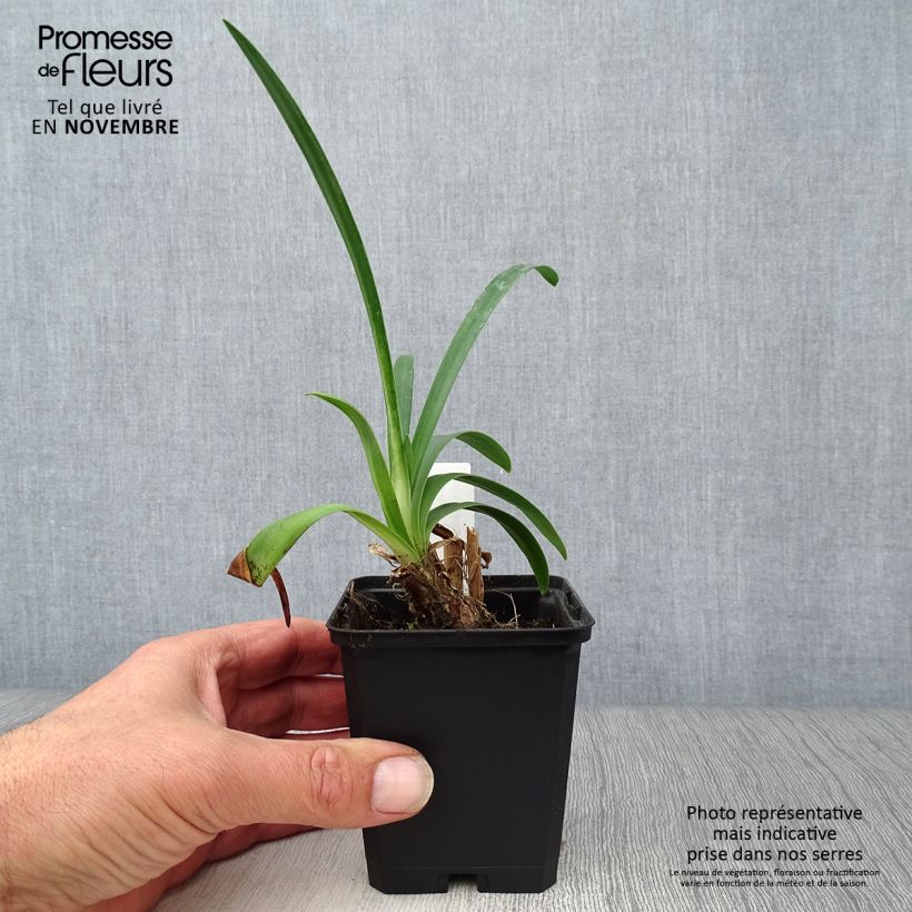 Exemplaar van Agapanthus Headbourne Blue - Afrikaanse lelie Kweekpotje van 8/9 cm zoals geleverd in de herfst