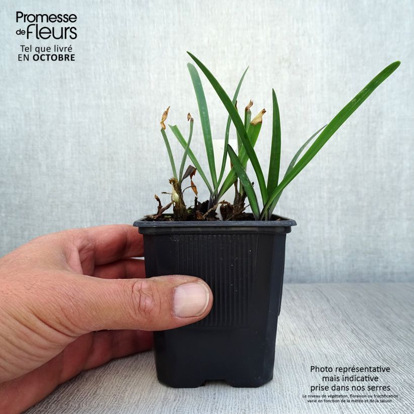 Exemplaar van Agapanthus Intermedius - Afrikaanse lelie Kweekpotje van 8/9 cm zoals geleverd in de herfst