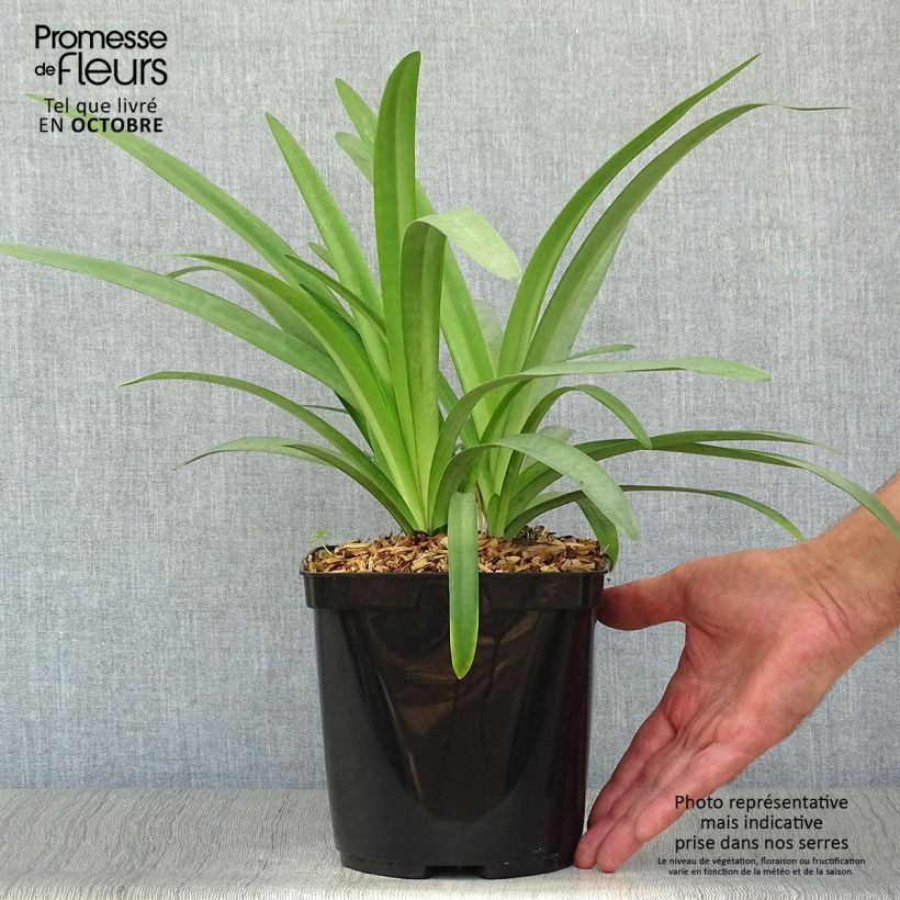 Exemplaar van Agapanthus Megan's Mauve - Afrikaanse lelie Pot van 2 l/3 l zoals geleverd in de herfst
