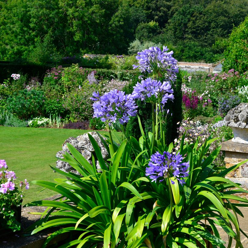 Agapanthus Navy Blue - Afrikaanse lelie (Groeiplaats)