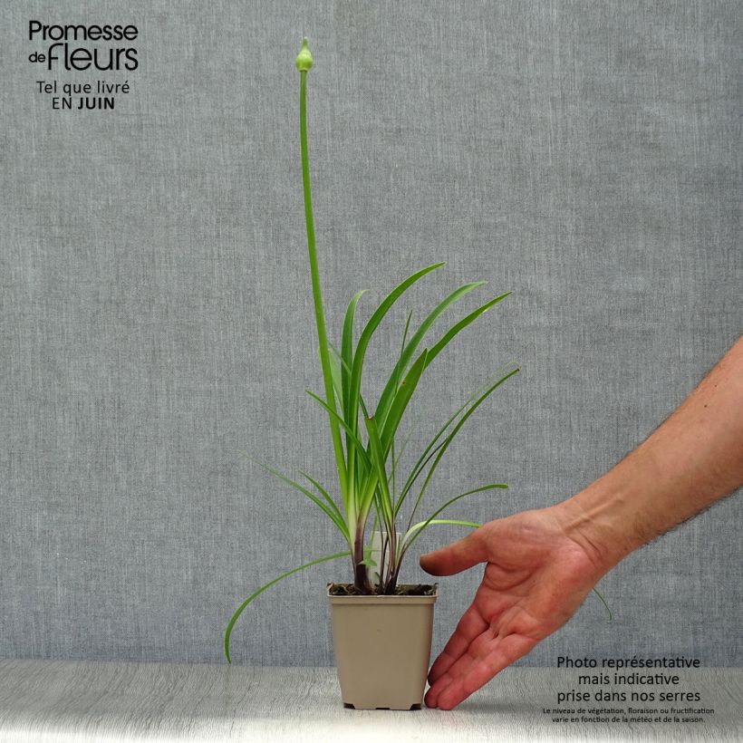 Exemplaar van Agapanthus Navy Blue - Afrikaanse lelie Kweekpotje van 8/9 cm zoals geleverd in de zomer