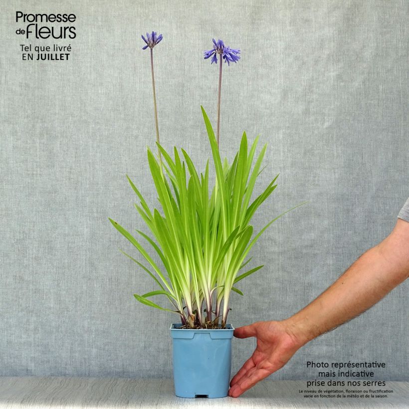 Exemplaar van Agapanthus Navy Blue - Afrikaanse lelie Pot van 2 l/3 l zoals geleverd in de zomer