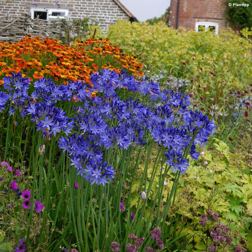 Agapanthus Northern Star - Afrikaanse lelie (Groeiplaats)