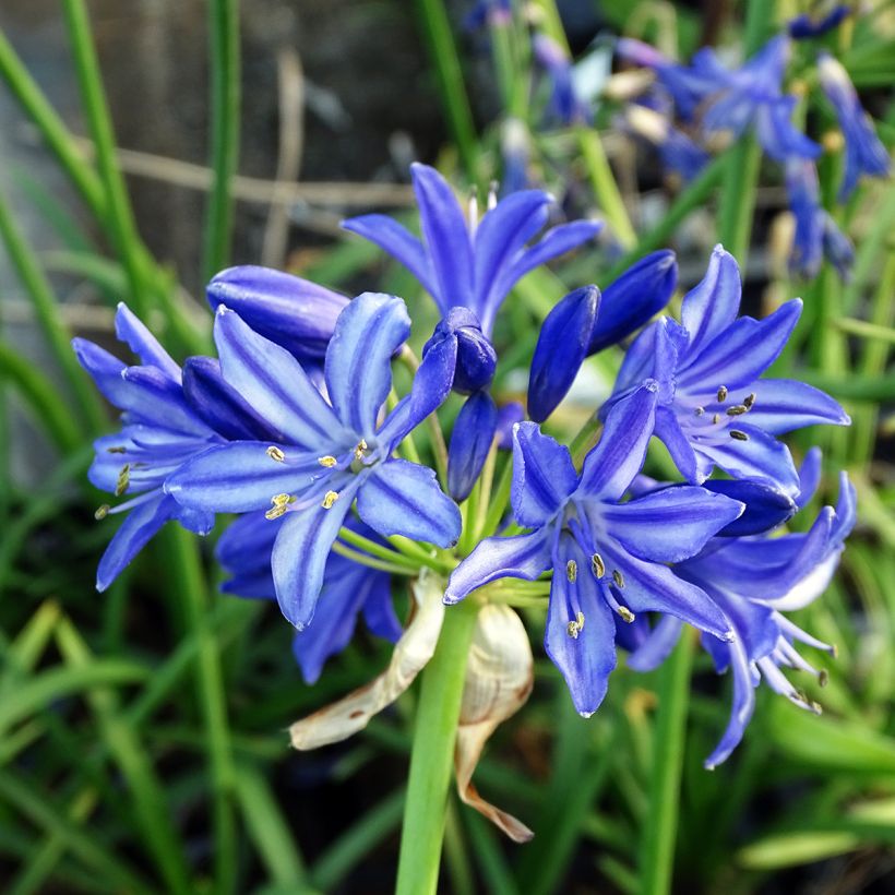 Agapanthus Northern Star - Afrikaanse lelie (Bloei)