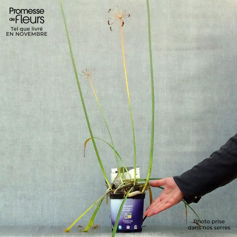Exemplaar van Agapanthus Northern Star - Afrikaanse lelie Kweekpotje van 8/9 cm zoals geleverd in de herfst
