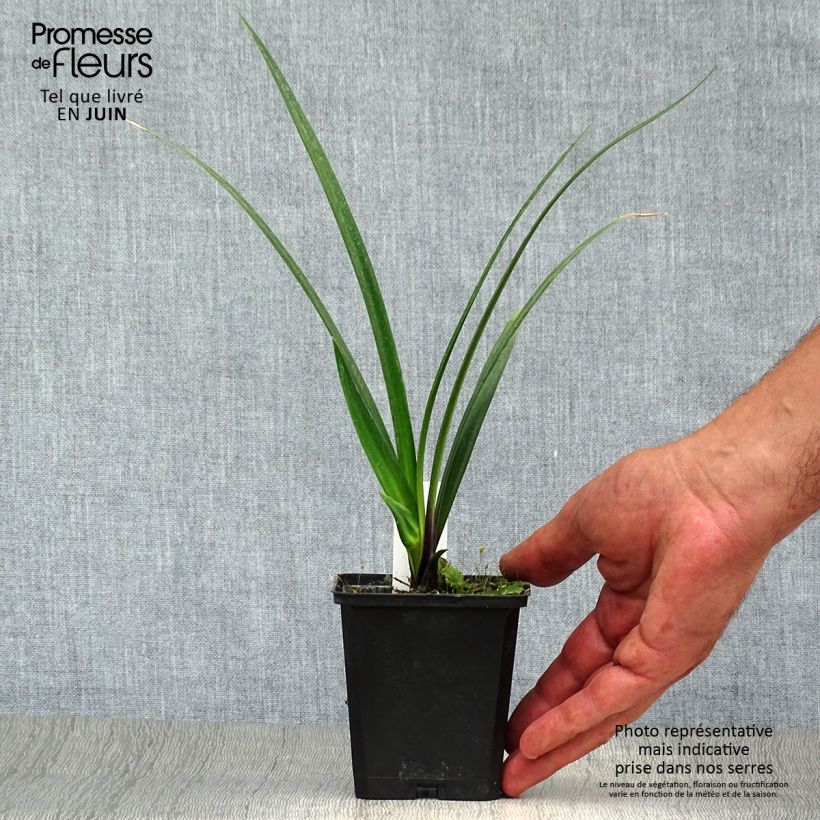 Exemplaar van Agapanthus Northern Star - Afrikaanse lelie Kweekpotje van 8/9 cm zoals geleverd in de zomer