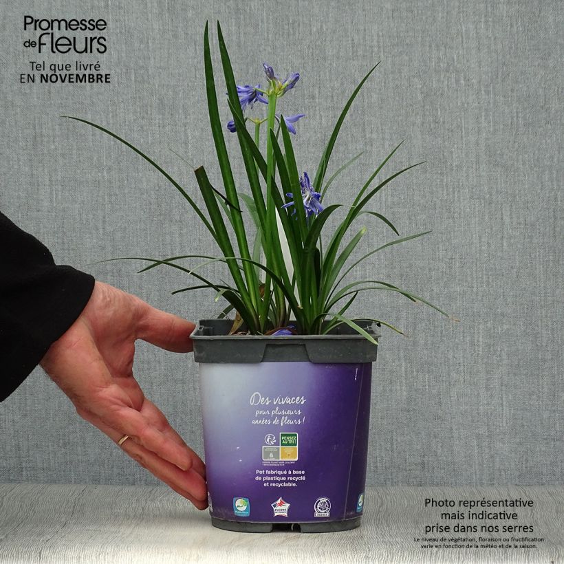 Exemplaar van Agapanthus Northern Star - Afrikaanse lelie Pot van 2 l/3 l zoals geleverd in de herfst