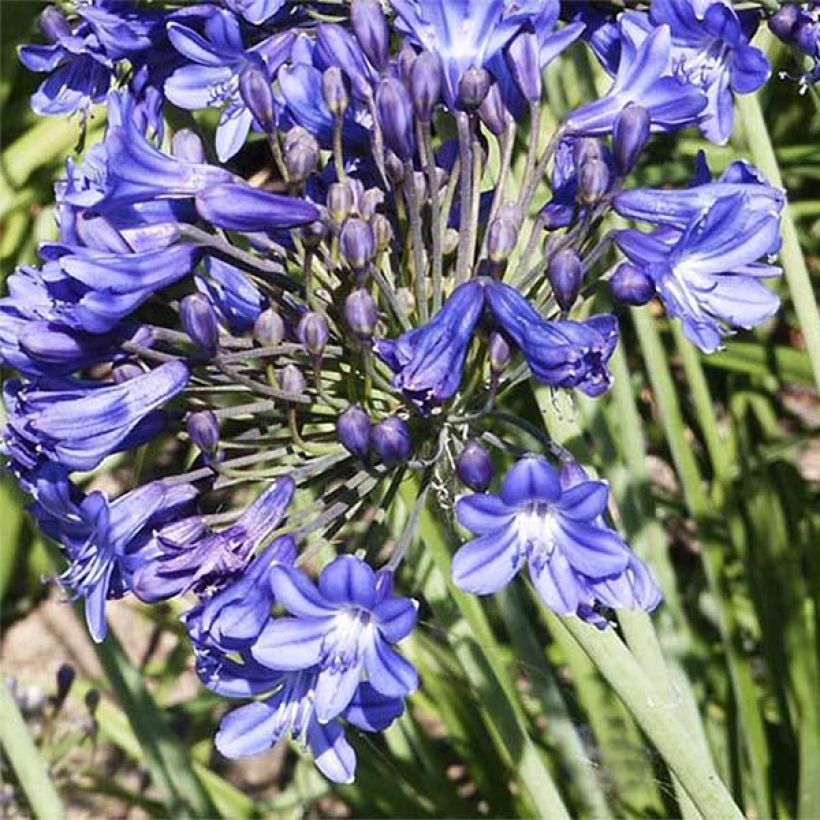Agapanthus Peter Pan - Afrikaanse lelie (Bloei)