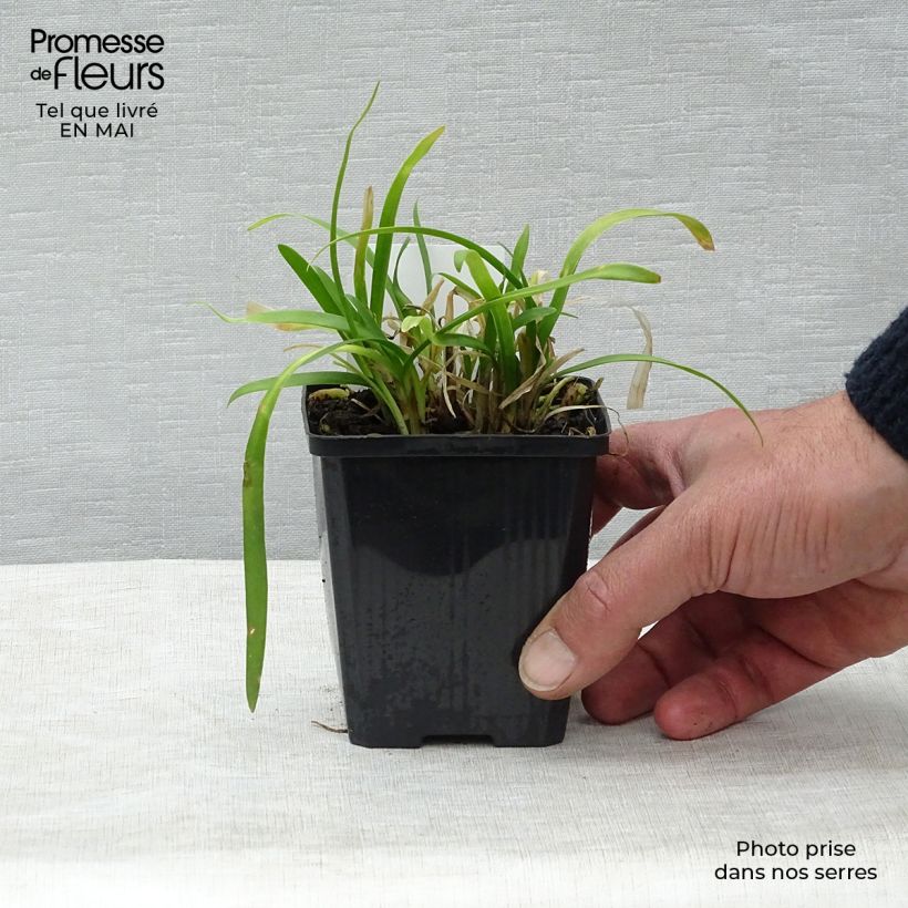 Exemplaar van Agapanthus Peter Pan - Afrikaanse lelie Kweekpotje van 8/9 cm zoals geleverd in de lente