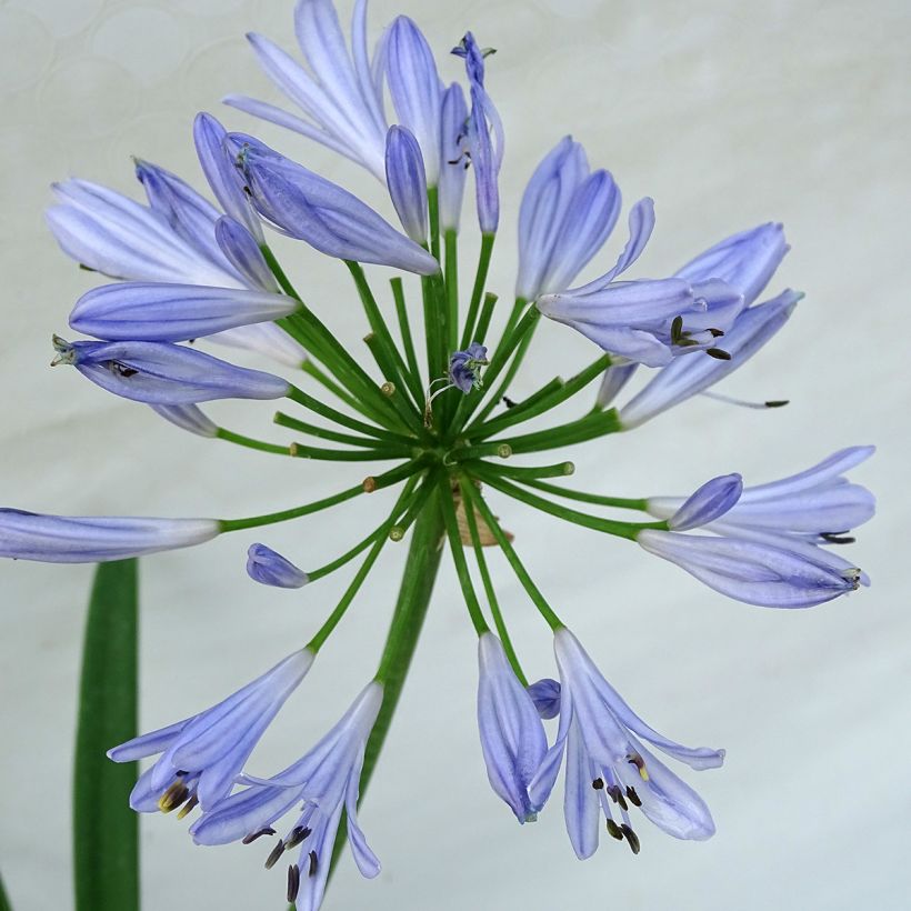 Agapanthus Pitchoune Blue - Afrikaanse lelie (Bloei)