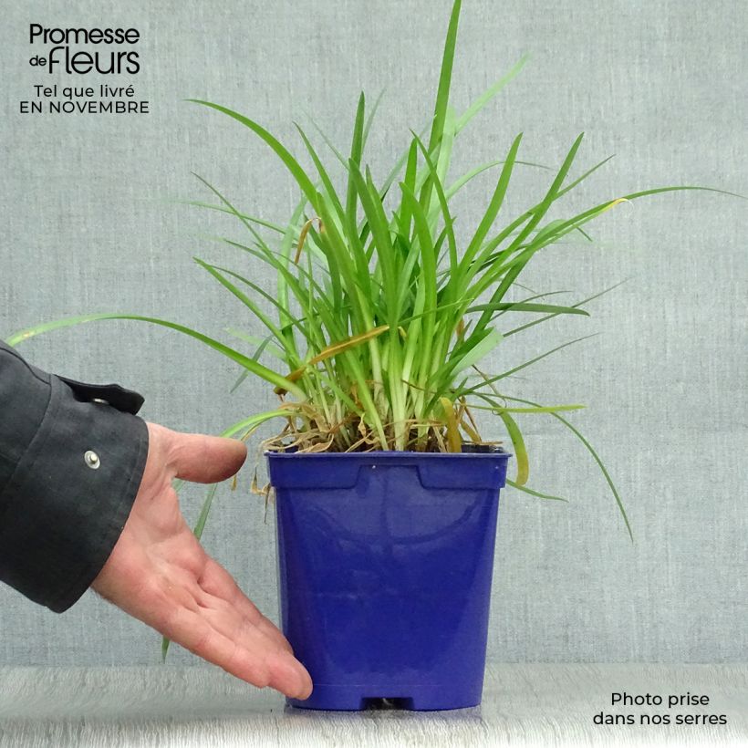 Exemplaar van Agapanthus Pitchoune Blue - Afrikaanse lelie Pot van 2 l/3 l zoals geleverd in de herfst