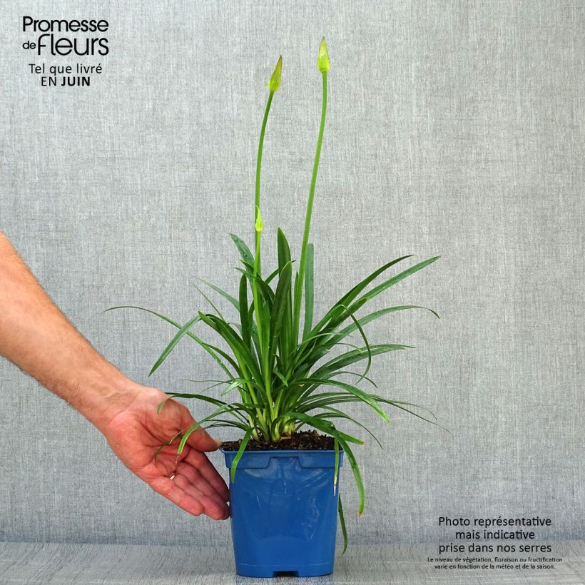 Exemplaar van Agapanthus Pitchoune Blue - Afrikaanse lelie Pot van 2 l/3 l zoals geleverd in de zomer
