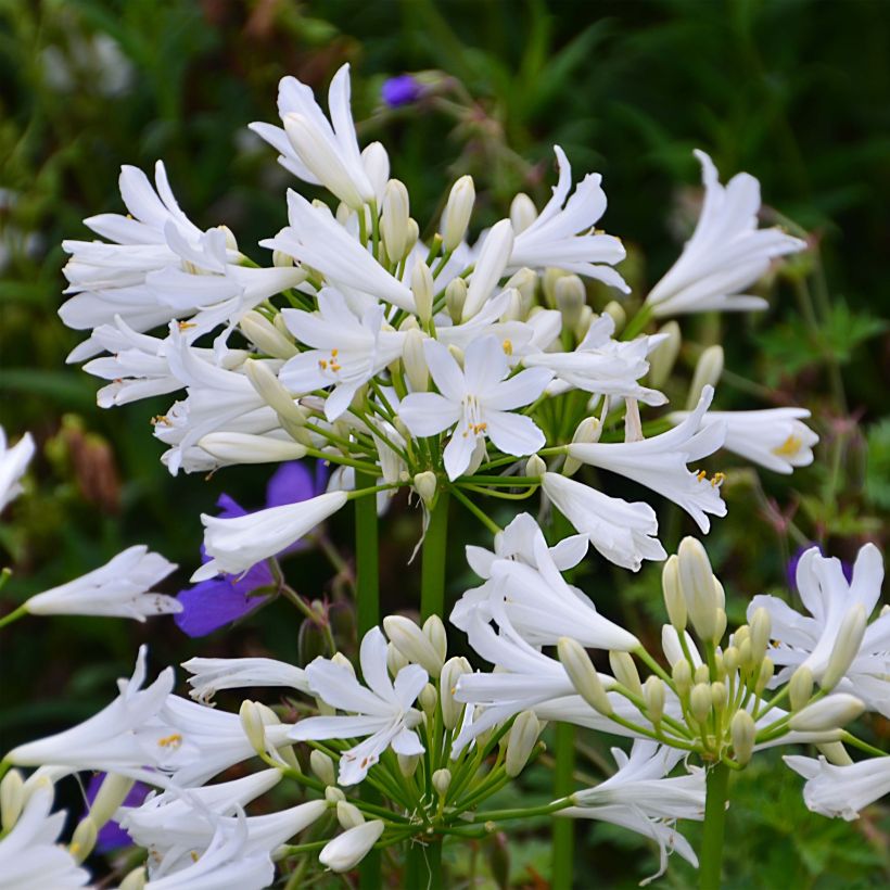 Agapanthus Pitchoune White - Afrikaanse lelie (Bloei)