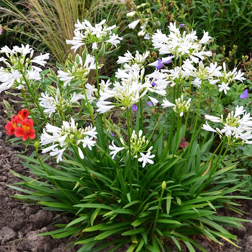 Agapanthus Pitchoune White - Afrikaanse lelie (Groeiplaats)