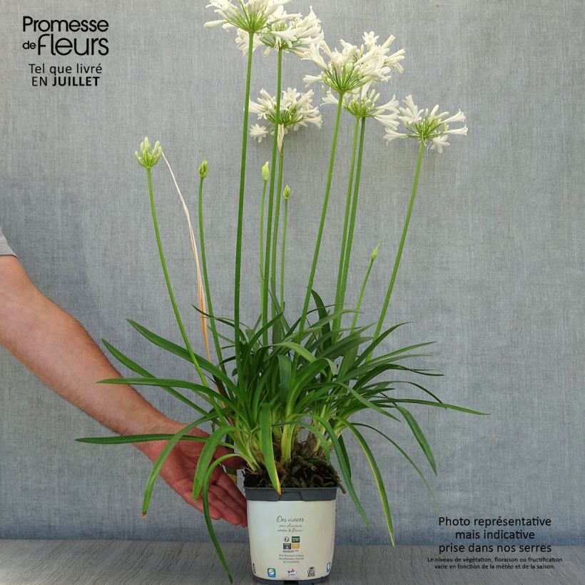 Exemplaar van Agapanthus Pitchoune White - Afrikaanse lelie Pot van 2 l/3 l zoals geleverd in de zomer
