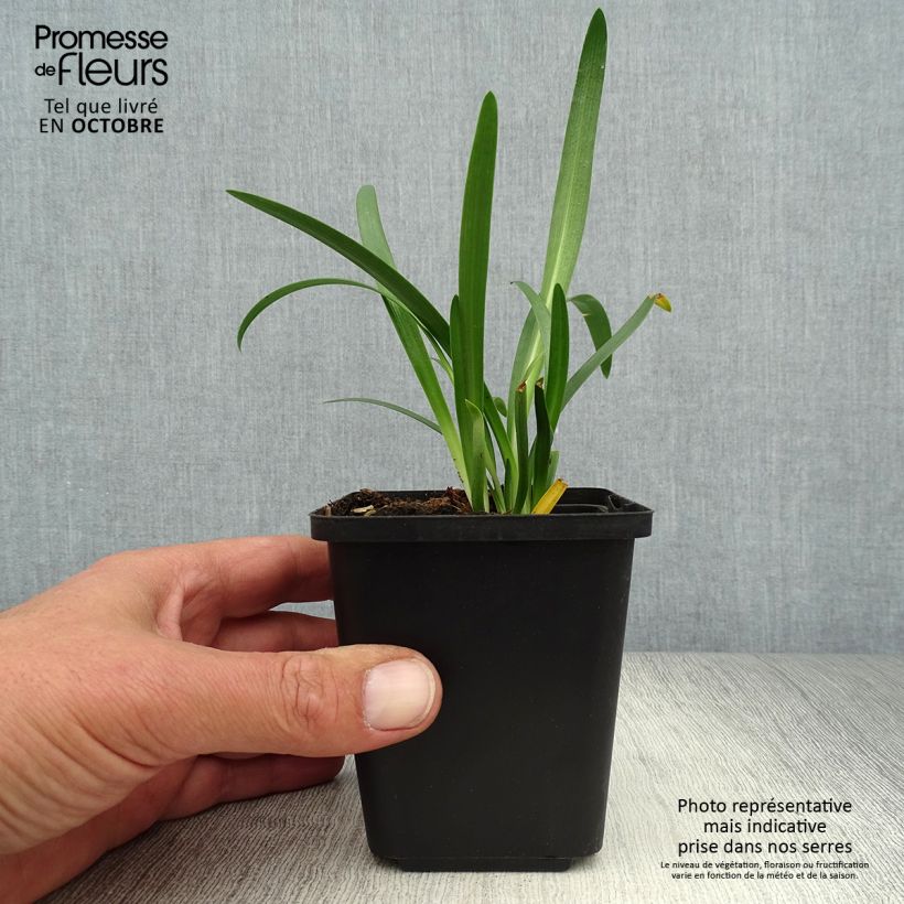 Exemplaar van Agapanthus Pretty Sandy - Afrikaanse lelie Kweekpotje van 8/9 cm zoals geleverd in de herfst