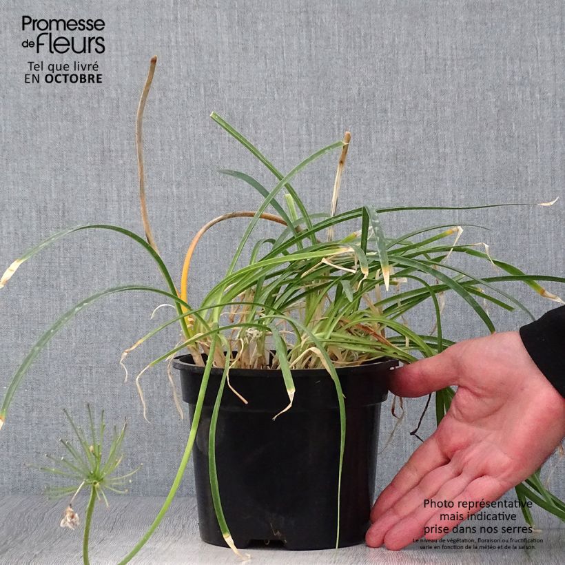 Exemplaar van Agapanthus Pretty Sandy - Afrikaanse lelie Pot van 2 l/3 l zoals geleverd in de herfst