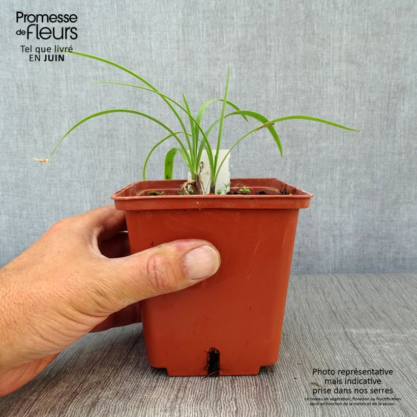 Exemplaar van Agapanthus Purple Cloud - Afrikaanse lelie Pot van 1 l/1,5 l zoals geleverd in de zomer