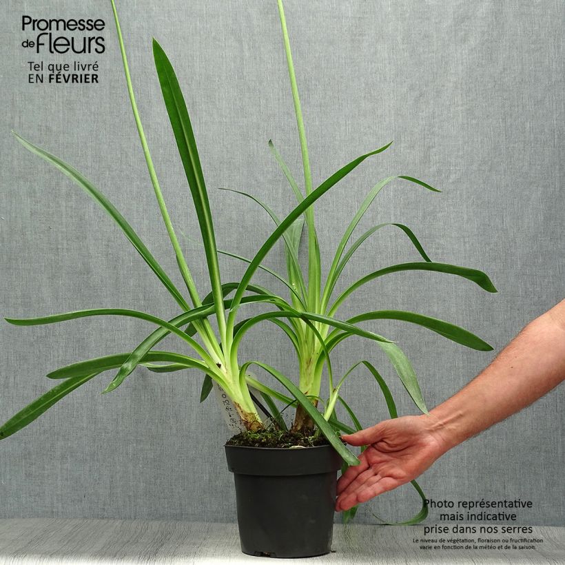 Exemplaar van Agapanthus Purple Heart - Afrikaanse lelie Pot van 2 l/3 l zoals geleverd in de herfst