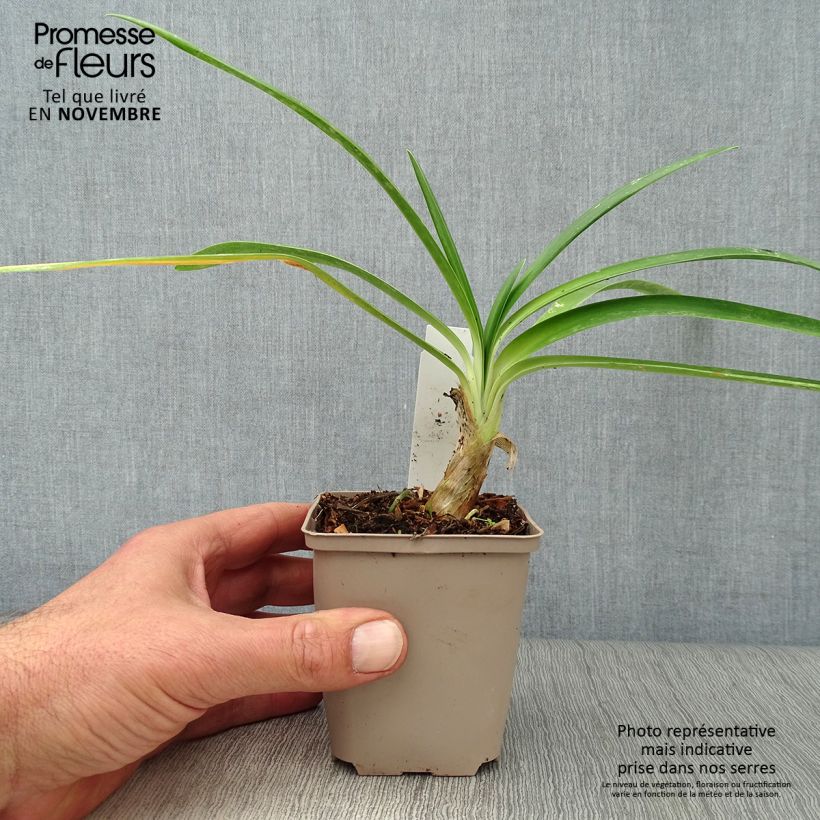 Exemplaar van Agapanthus Queen Mum - Afrikaanse lelie Kweekpotje van 8/9 cm zoals geleverd in de herfst